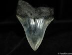 Dagger Like Inch Megalodon Tooth #65-2